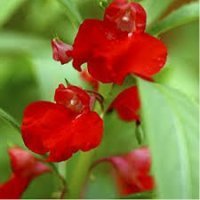 Gr Nihol - Devonangman